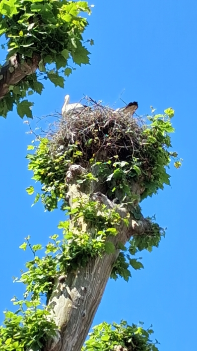 landfrauen-auetal-2026-schwarzwald-elsass-storchennest